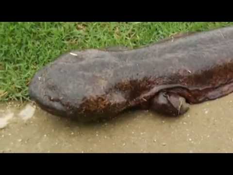 GIANT SALAMANDER EMERGES FROM RIVER IN JAPAN