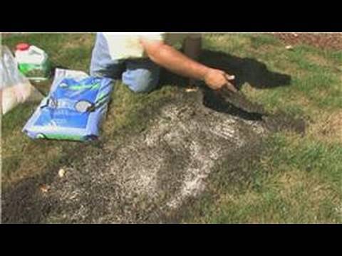 how to fertilize a newly seeded lawn