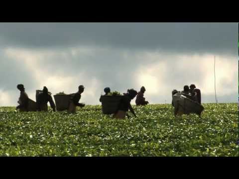 Giornata mondiale dell'alimentazione: Le cooperative agricole nutrono il mondo
