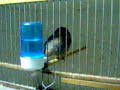 mes oiseaux