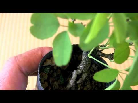 how to grow akebia quinata