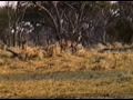 Animals of Botswana: Roan Antelope Animals of Botswana: Roan Antelope