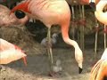 Flamingo Chicks - Ellen Trout Zoo Lufkin Texas