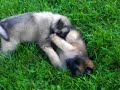 belgian tervuren puppies7 belgian tervuren puppies7