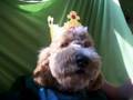 The bestest Dog in the hole world
