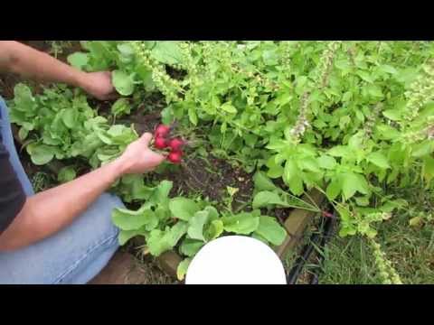 how to harvest radishes