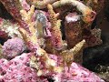 Seahorses Flirting - Changing Color Black to White