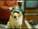 Astor 1981 to 1993