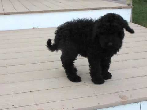 Hunter on the Back Patio