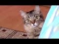 The Cat is planning something evil