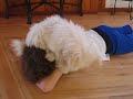 White puli puppy plays with boy White puli puppy plays with boy