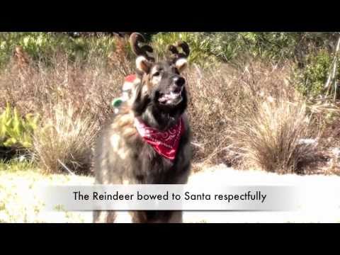 FinetunedCanines - http://www.Fine-tunedCanines.com Lexi Hayden's FINE-TUNED CANINES Holiday Season tale with FINE-TUNED CANINES starring Shakti the Shiloh Shepherd female (in ...