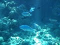 immersioni a Sharm