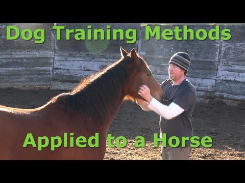 Using my dog training method on a horse