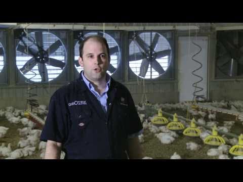 how to care broiler chicken