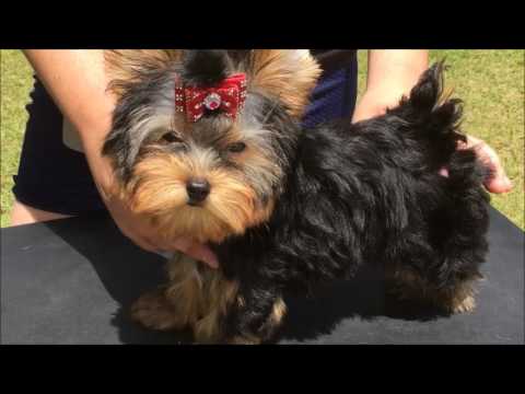 ABBY yorkie Excellent Pedigree