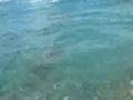 whipping 4 ulua pt.1