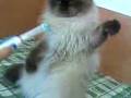 videos de duoduo is afraid of elec-toothbrush