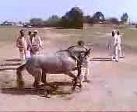 JHELUM HORSE DANCE