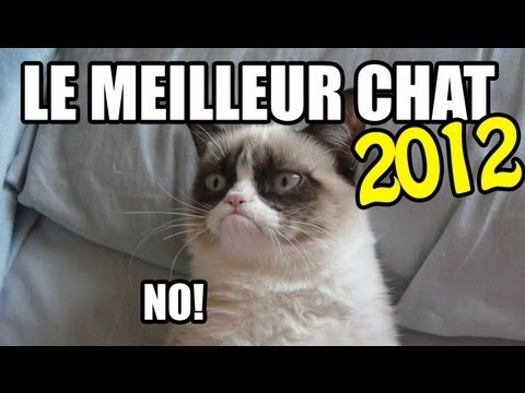 Meilleur Vidéos de chat 2012