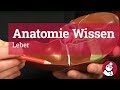 Die Leber