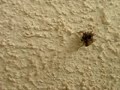 Corpse camouflaged assassin bug on the run Corpse camouflaged assassin bug on the run