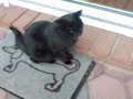 Rambo !! (Bobob�r)
