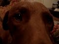 Goofing off with the Woofties