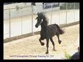 Halbe F. HK2005 FULL BROTHER Jildou Ilona F. stb ster Halbe F. HK2005 FULL BROTHER Jildou Ilona F. stb ster