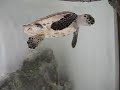 Green baby turtle video Green baby turtle video