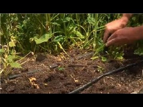 how to eliminate weeds