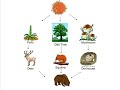 CBCSD Hoover Elementary Deciduous Forest C1 CBCSD Hoover Elementary Deciduous Forest C1