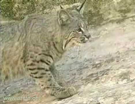 BOBCAT,