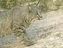 Bobcat