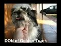 Don of Golden Turok - Shih-tzu Don of Golden Turok - Shih-tzu