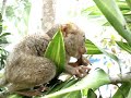Tarsiers #1