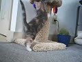 Scratching post