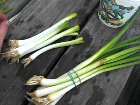 how to replant scallions