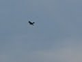 Watt age Sopwith Camel- flying Snoopy