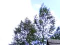 Vietor-Vy?n� B�ca ( pod ?ertovicou )