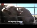 How to speak pig