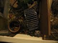 dwerg hamsters dwerg hamsters