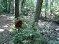 harley swamp dog