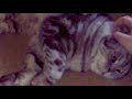 08122009014.mp4