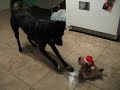Tessie vs. Christmas Pup