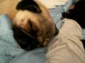 PUGS SNORING-TUSKER & TWIGA