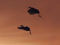 EGRETS: Aerial Ballet