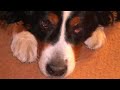 Loriot (Wums Gesang): Ich bin ein kleiner Hund