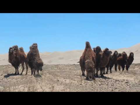 Backpacking Mongolia