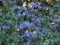 Anna Hummingbird on Salvia Pozo Blue Anna Hummingbird on Salvia Pozo Blue